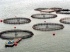 Exportaciones de salmón bajan 13% en 2009